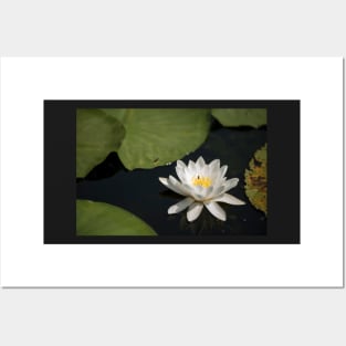 Beautiful white waterlily in the Danube Delta, Romania, on summer day Posters and Art